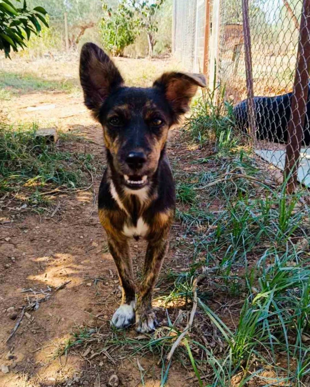 stray-hope-dog-for-adoption-messinia-female-dora
