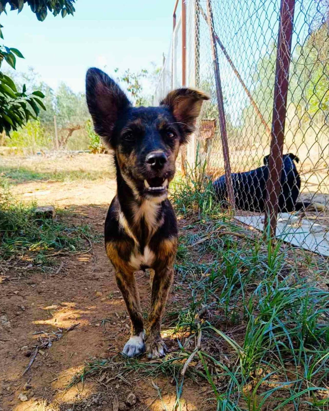 stray-hope-dog-for-adoption-messinia-female-dora