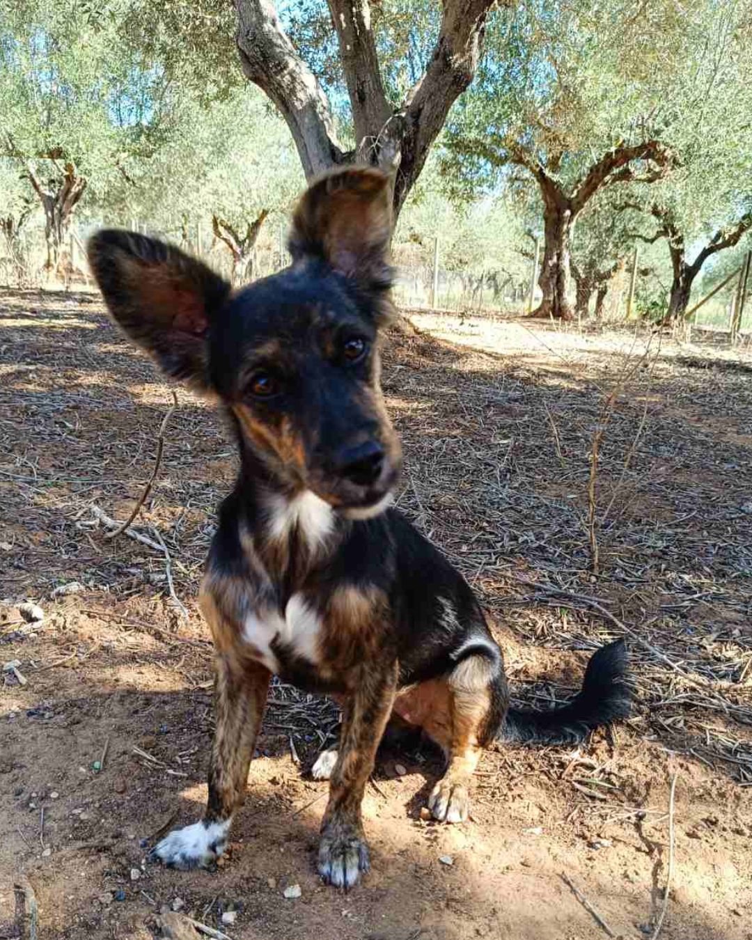 αδέσποτος-ελπίδα-σκύλος-για-υιοθεσία-μεσσηνία-θηλυκό-ντόρα