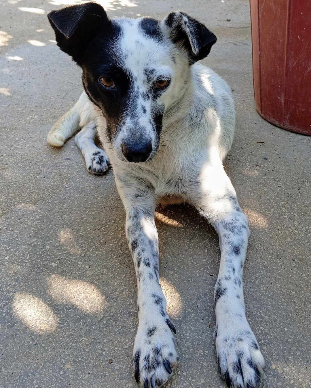 stray-hope-dog-for-adoption-messinia-female-lolita
