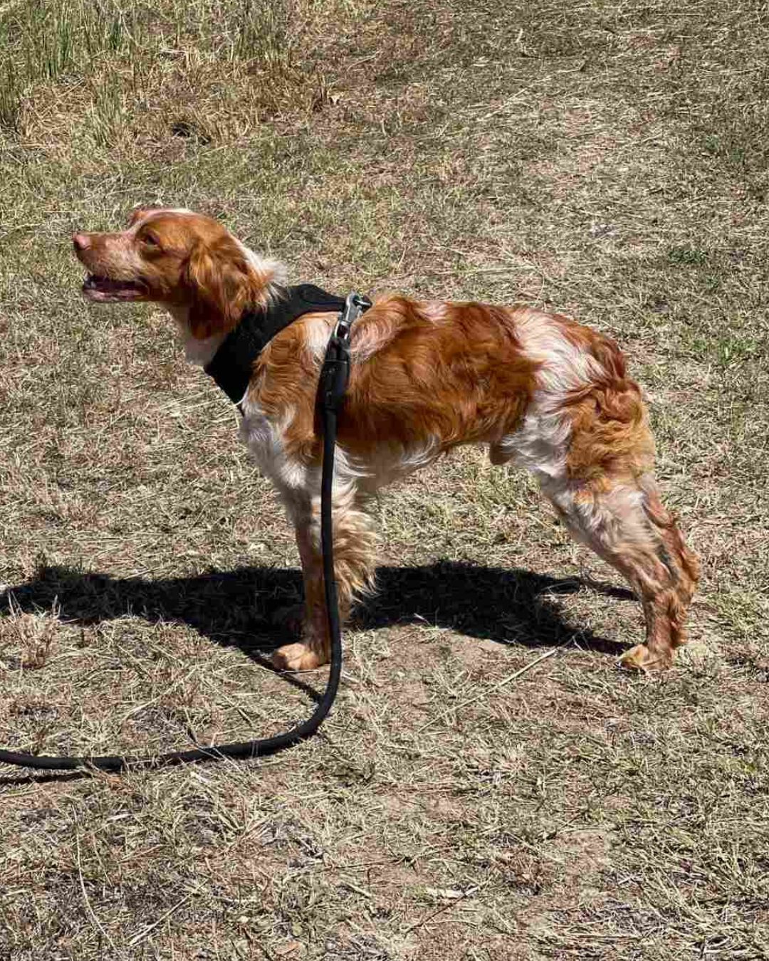 stray-hope-dog-for-adoption-messinia-female-paris
