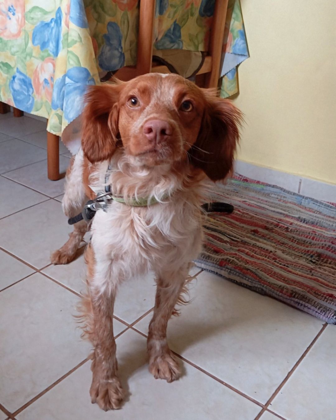 stray-hope-dog-for-adoption-messinia-female-paris