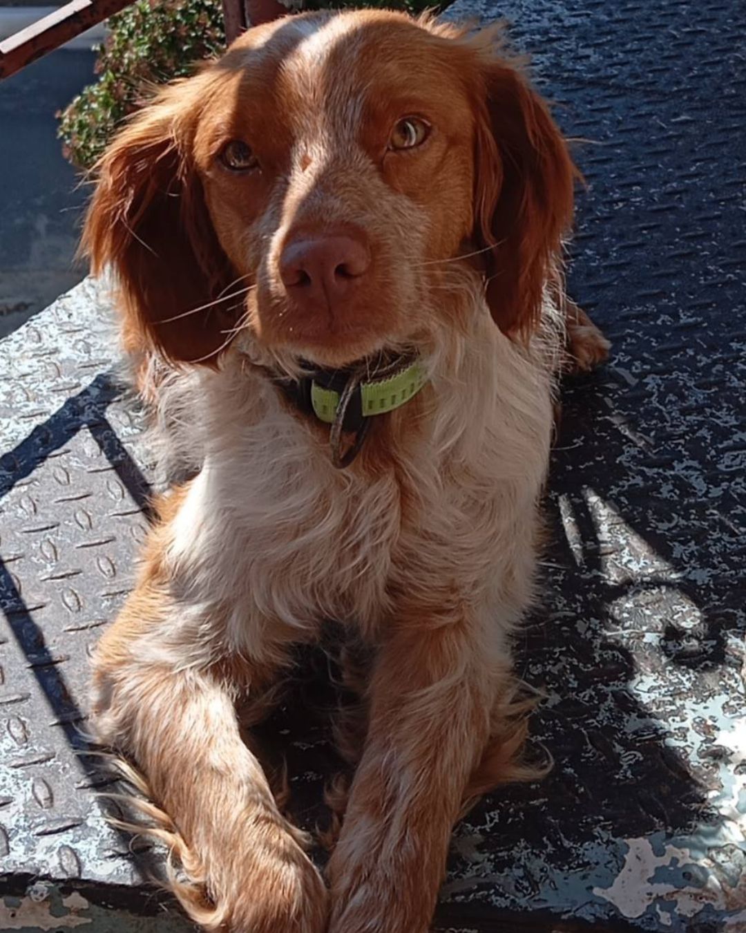 stray-hope-dog-for-adoption-messinia-male-paris