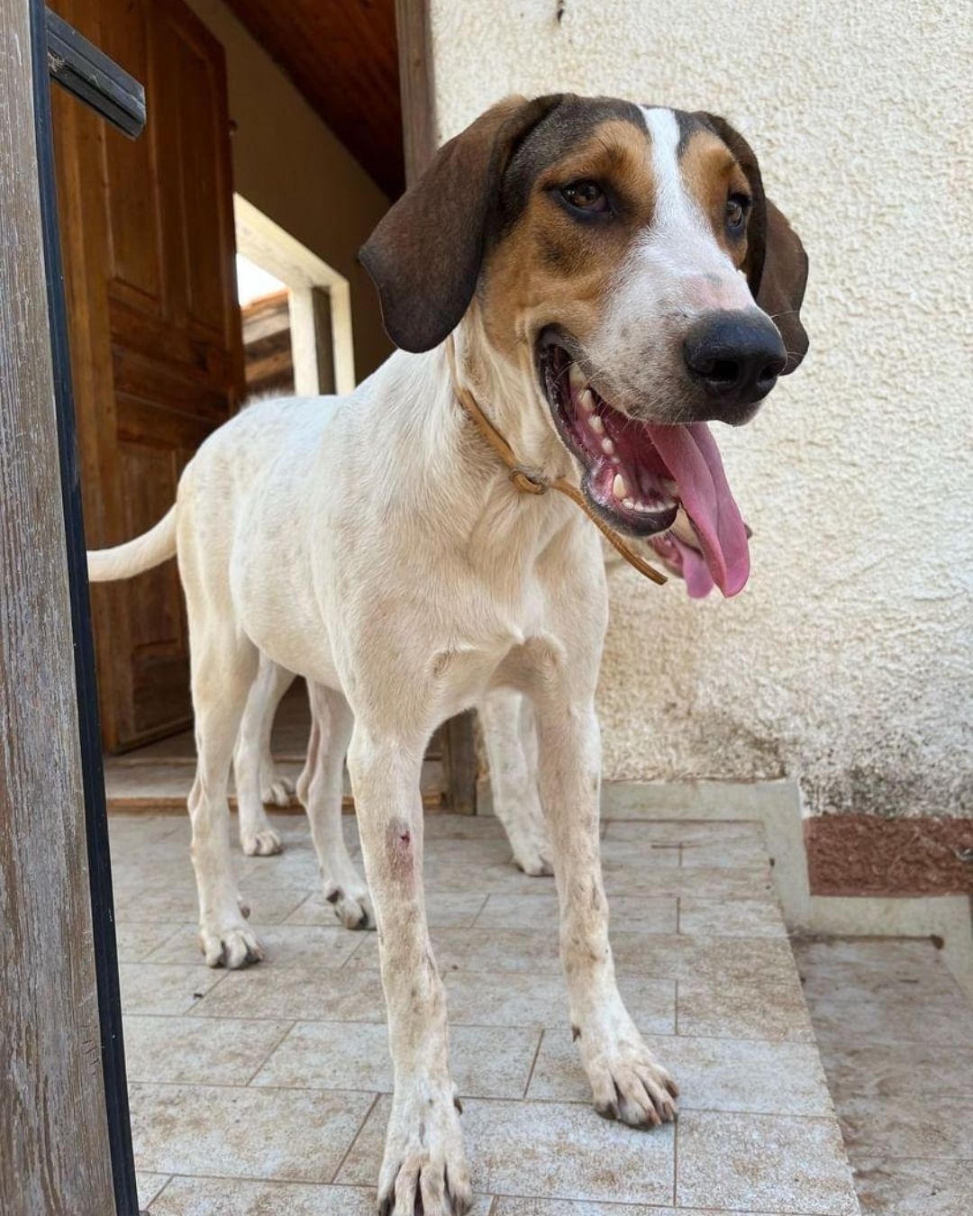 stray-hope-dog-for-adoption-messinia-female-pepper