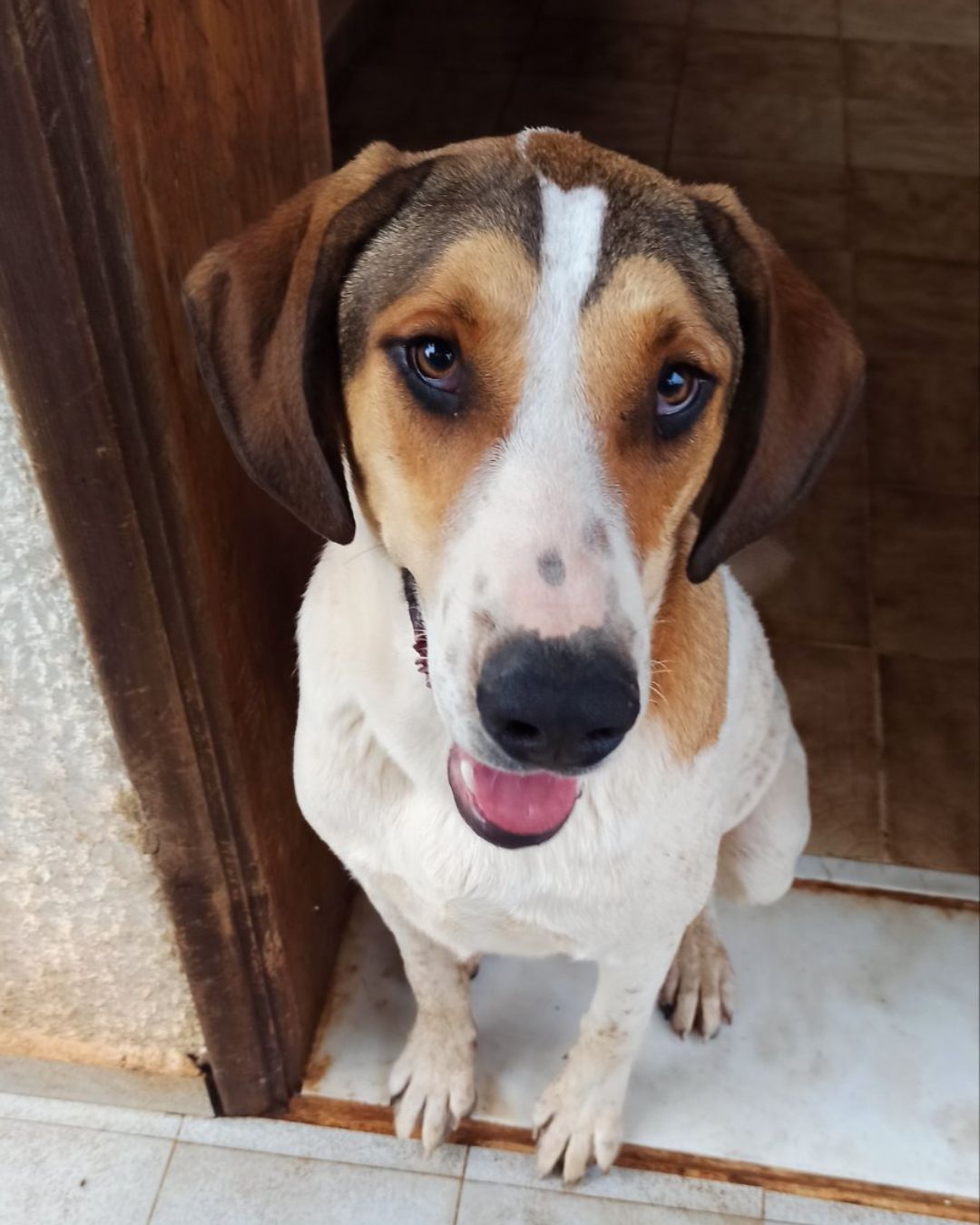 αδέσποτος-ελπίδα-σκύλος-για-υιοθεσία-μεσσηνία-θηλυκό-πιπέρι