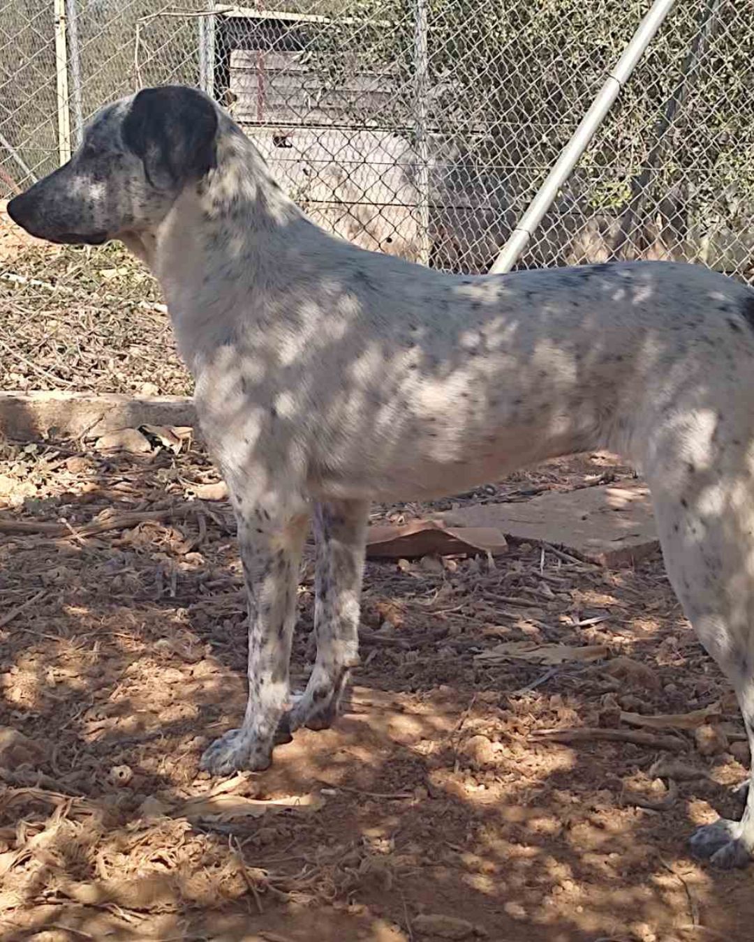 stray-hope-dog-for-adoption-messinia-female-pepper-rebel