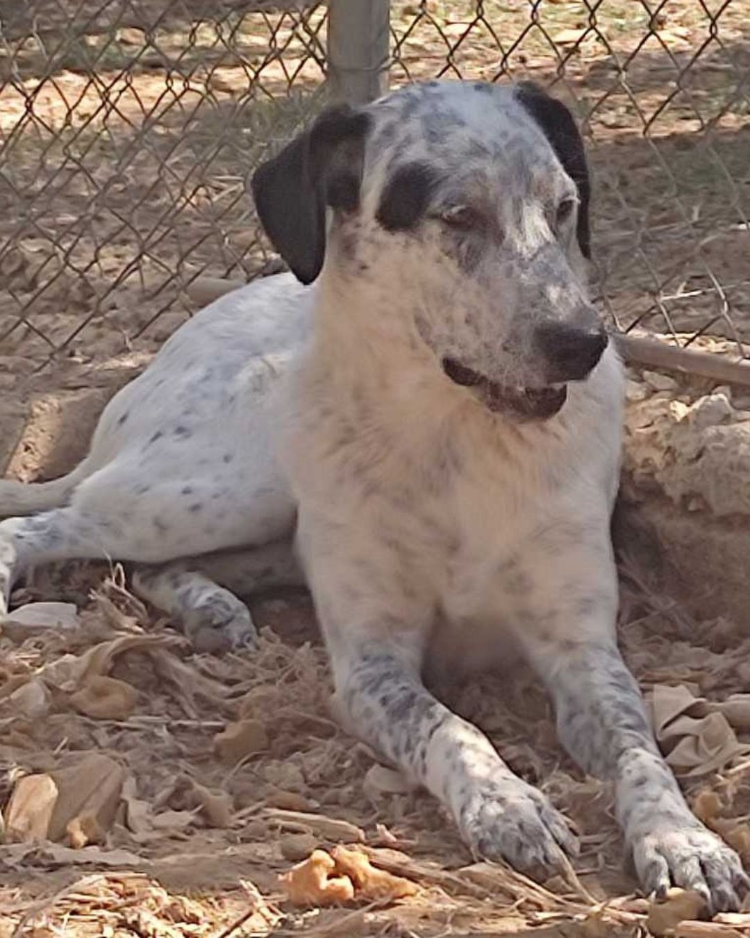 stray-hope-dog-for-adoption-messinia-female-pepper-rebel