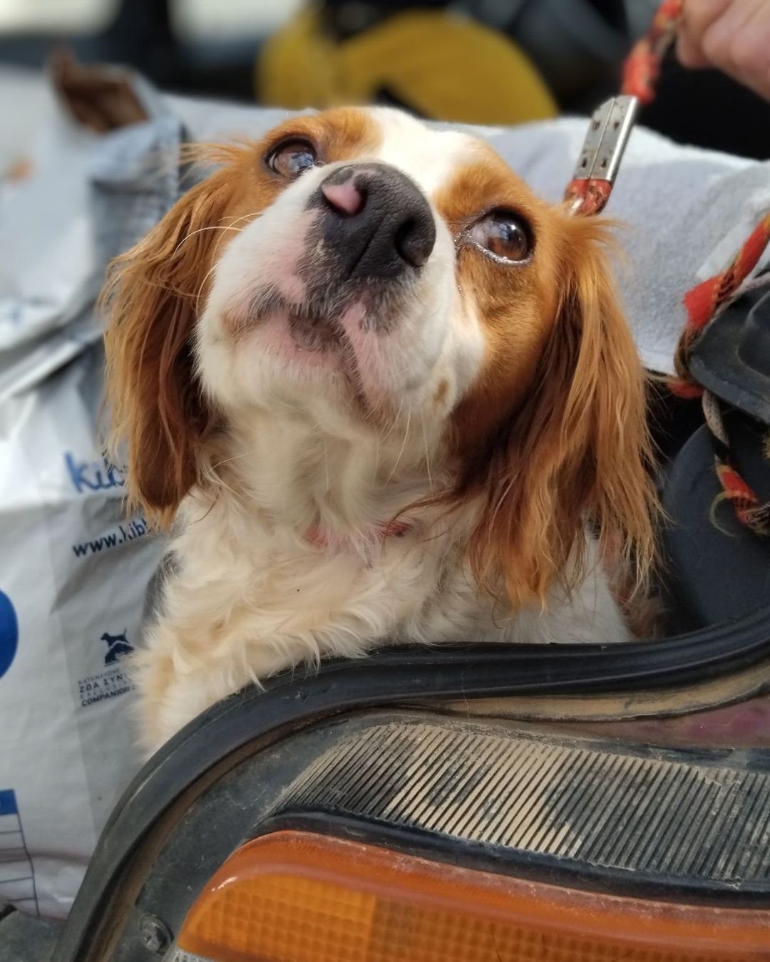 stray-hope-dog-for-adoption-messinia-female-rika