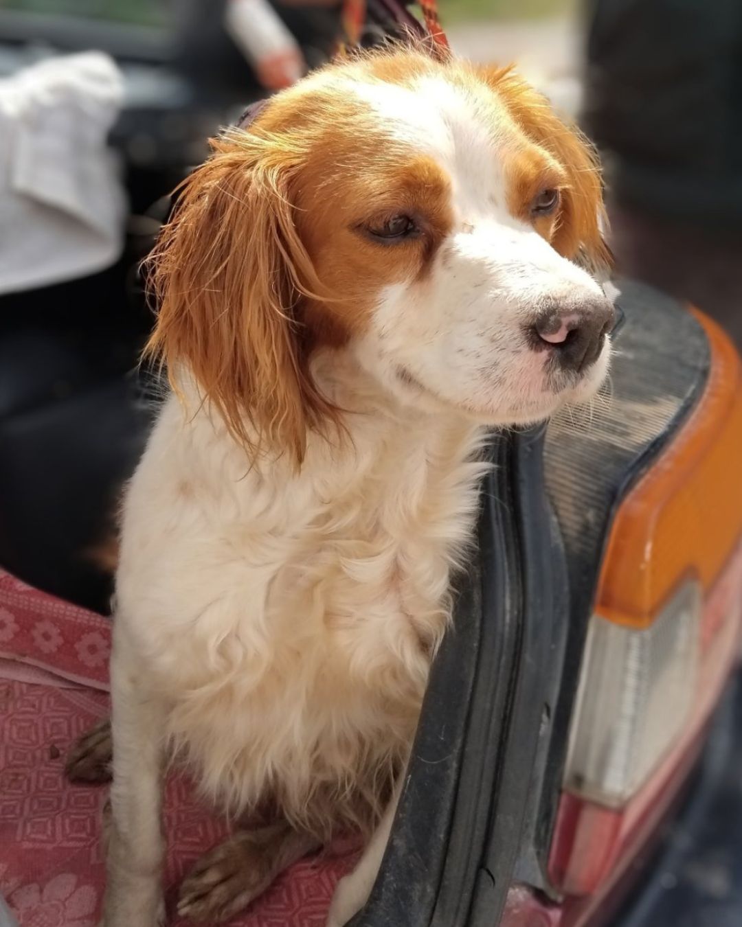 αδέσποτος-ελπίδα-σκύλος-για-υιοθεσία-μεσσηνία-θηλυκό-ρίκα