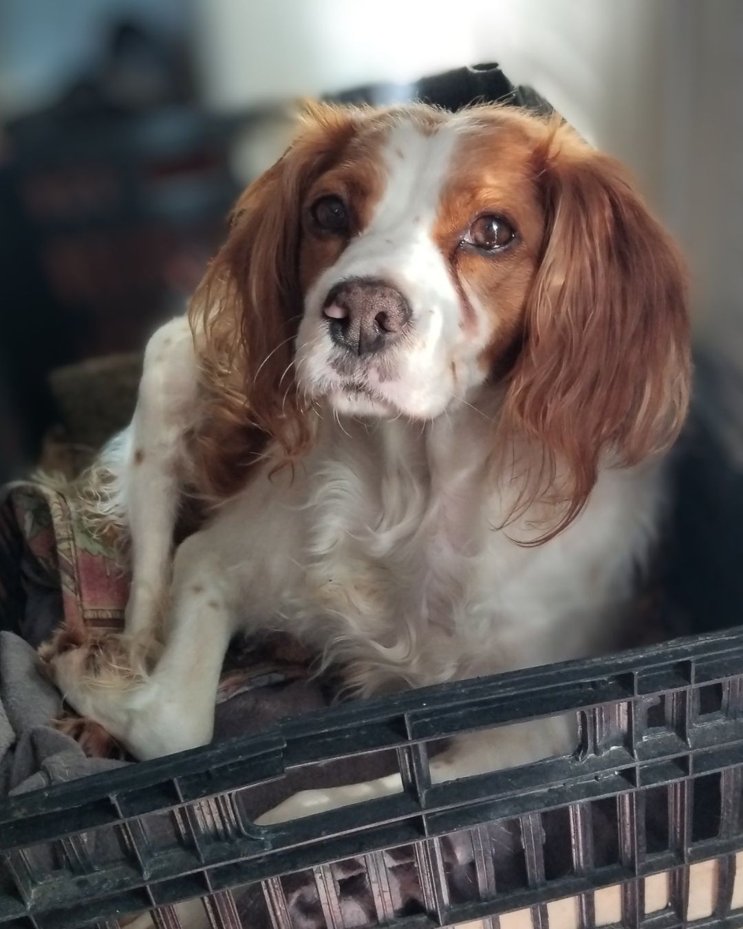 stray-hope-dog-for-adoption-messinia-female-rika