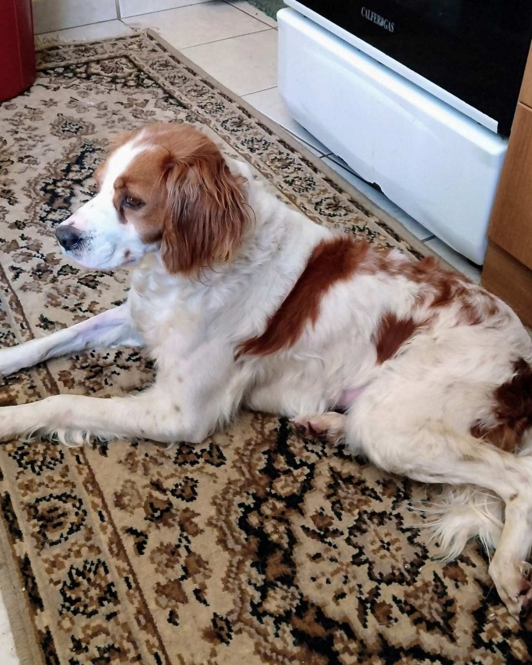 stray-hope-dog-for-adoption-messinia-female-rika