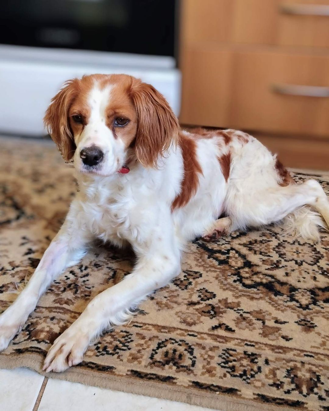 stray-hope-dog-for-adoption-messinia-female-rika