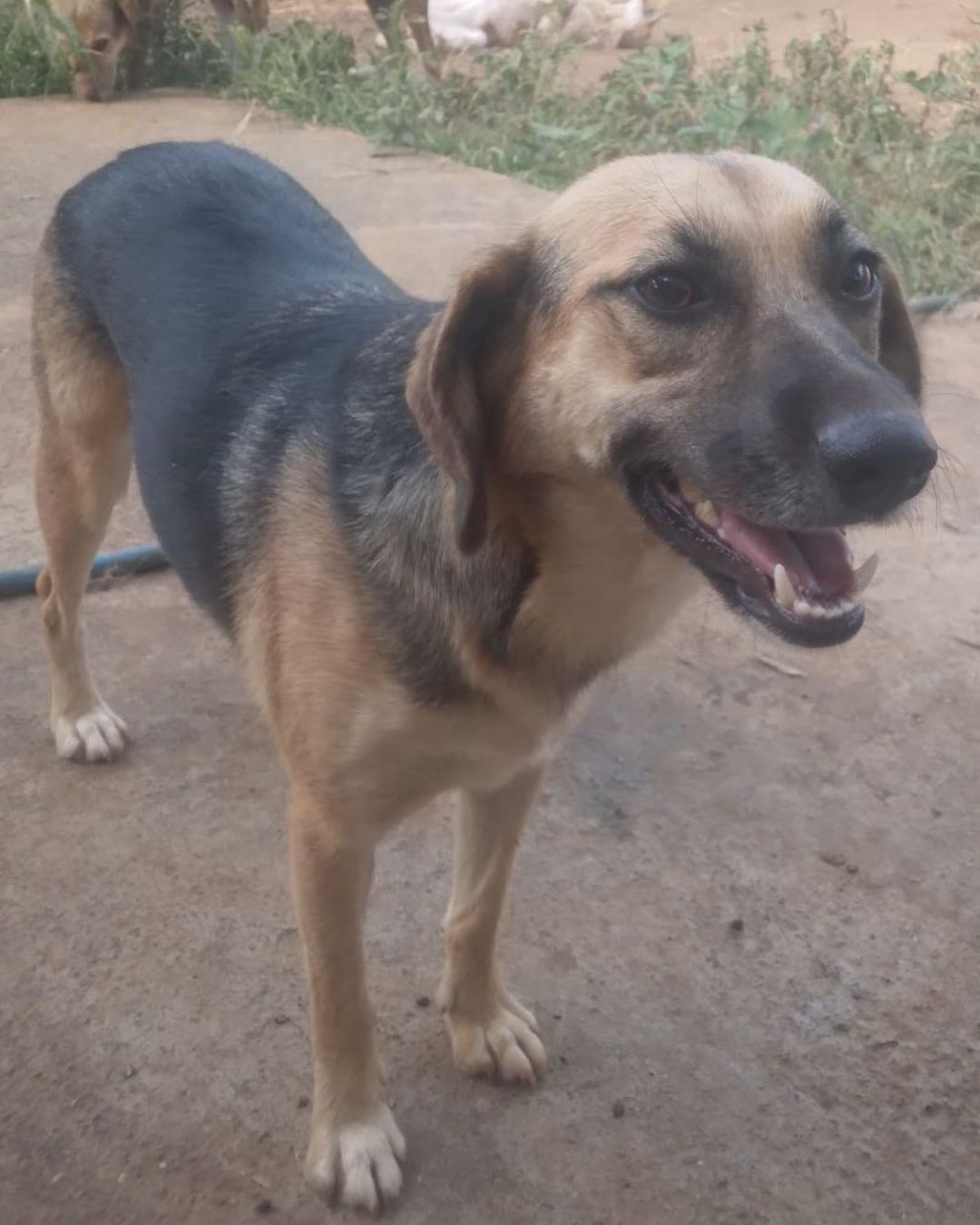 stray-hope-dog-for-adoption-messinia-female-smoothie