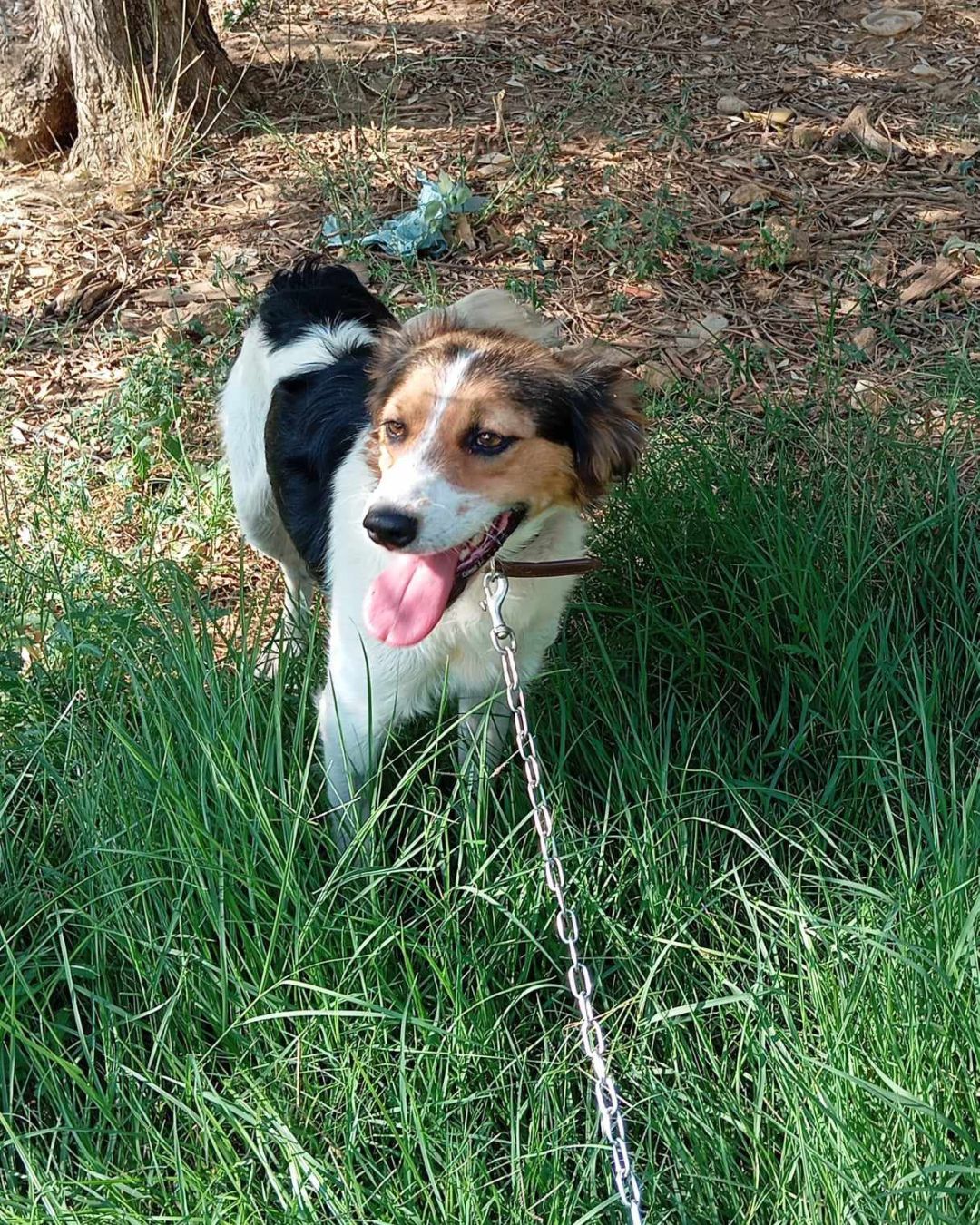 stray-hope-dog-for-adoption-messinia-female-sousourada-1