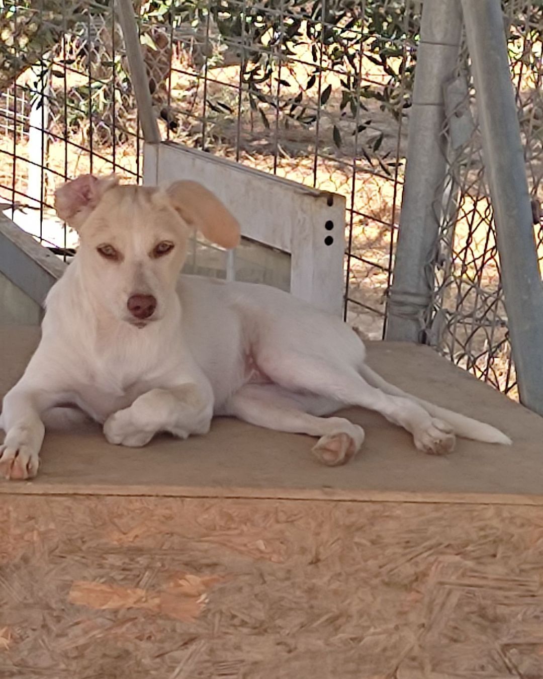 stray-hope-dog-for-adoption-messinia-female-valeria