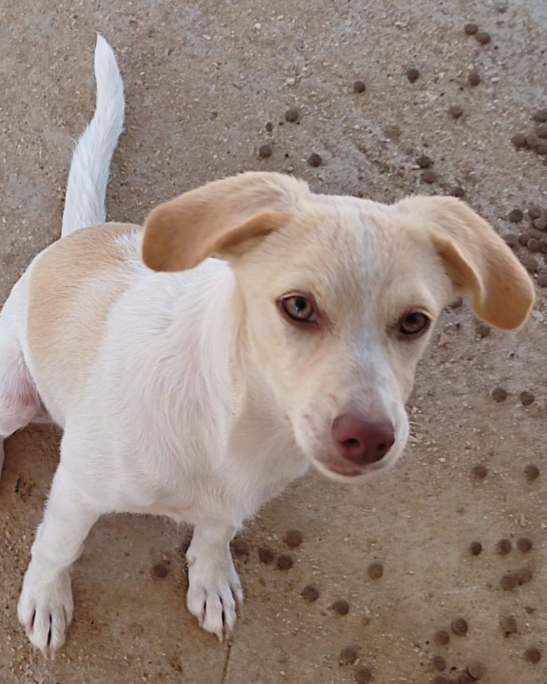 stray-hope-dog-for-adoption-messinia-female-valeria