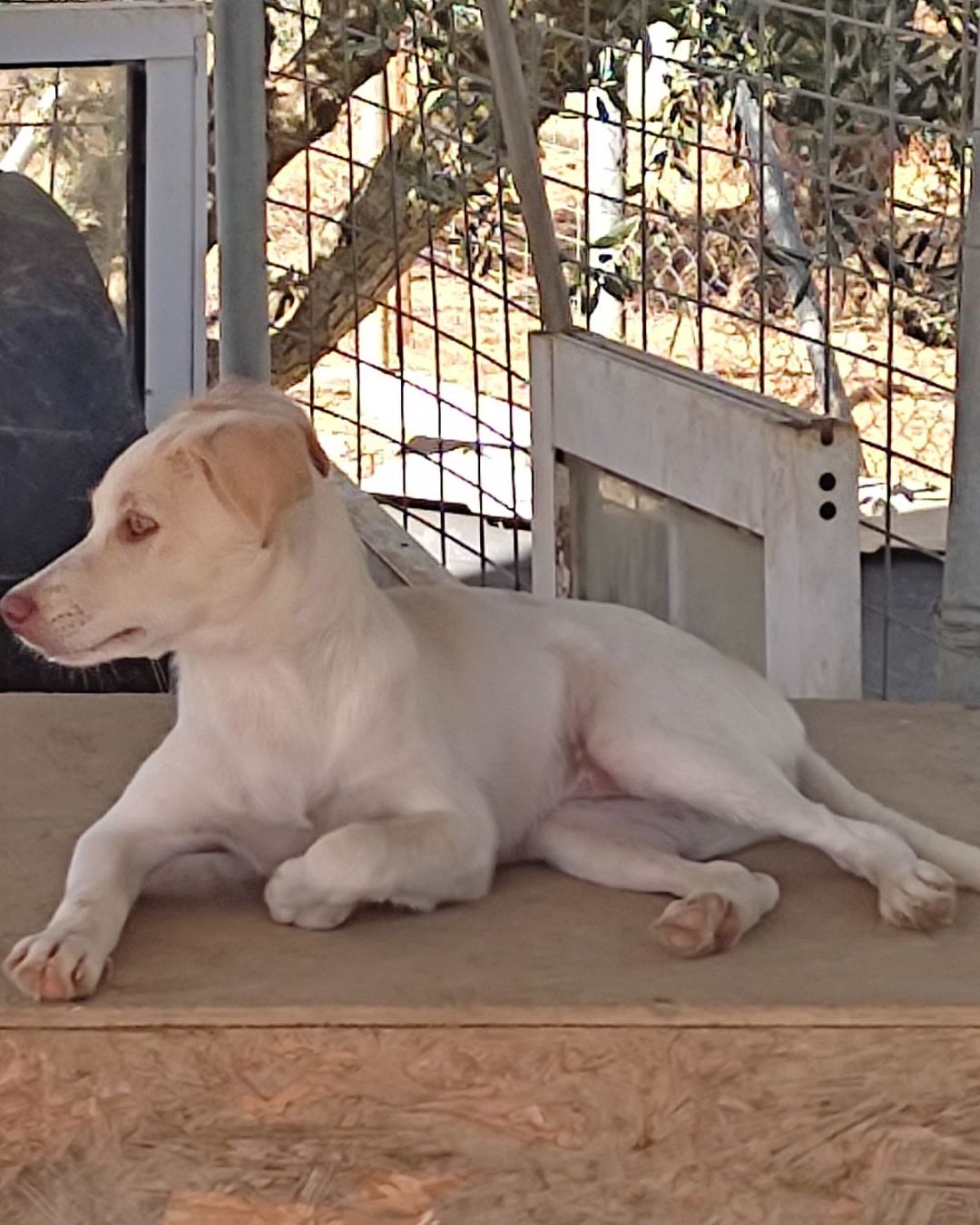 stray-hope-dog-for-adoption-messinia-female-valeria