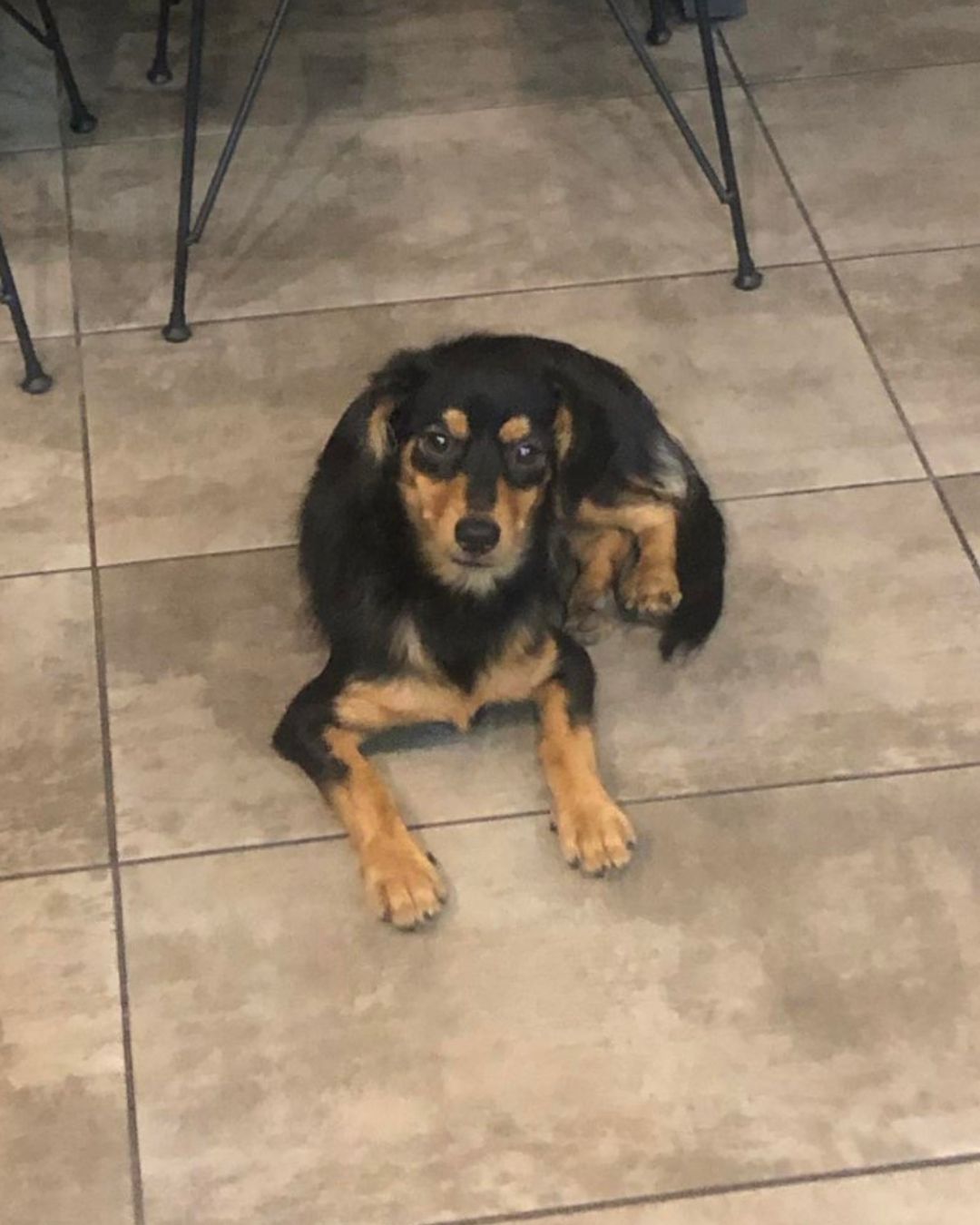 stray-hope-dog-for-adoption-messinia-male-jordan