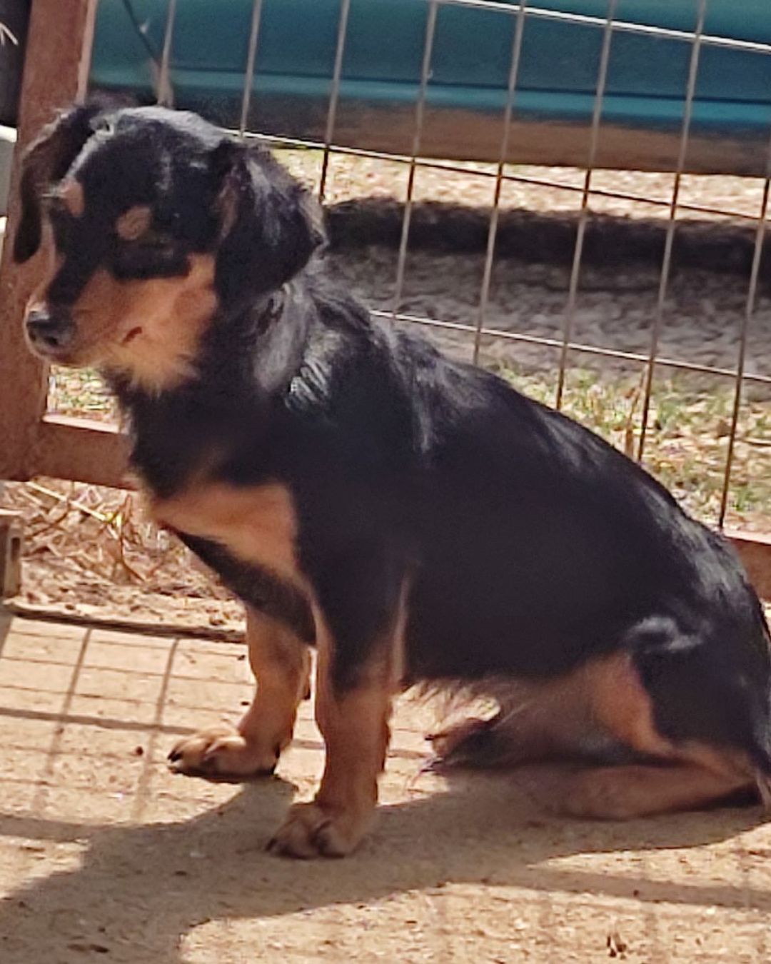 stray-hope-dog-for-adoption-messinia-male-jordan