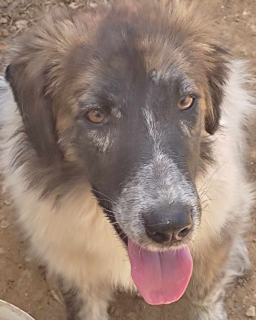 stray-hope-dog-for-adoption-messinia-male-lefteris