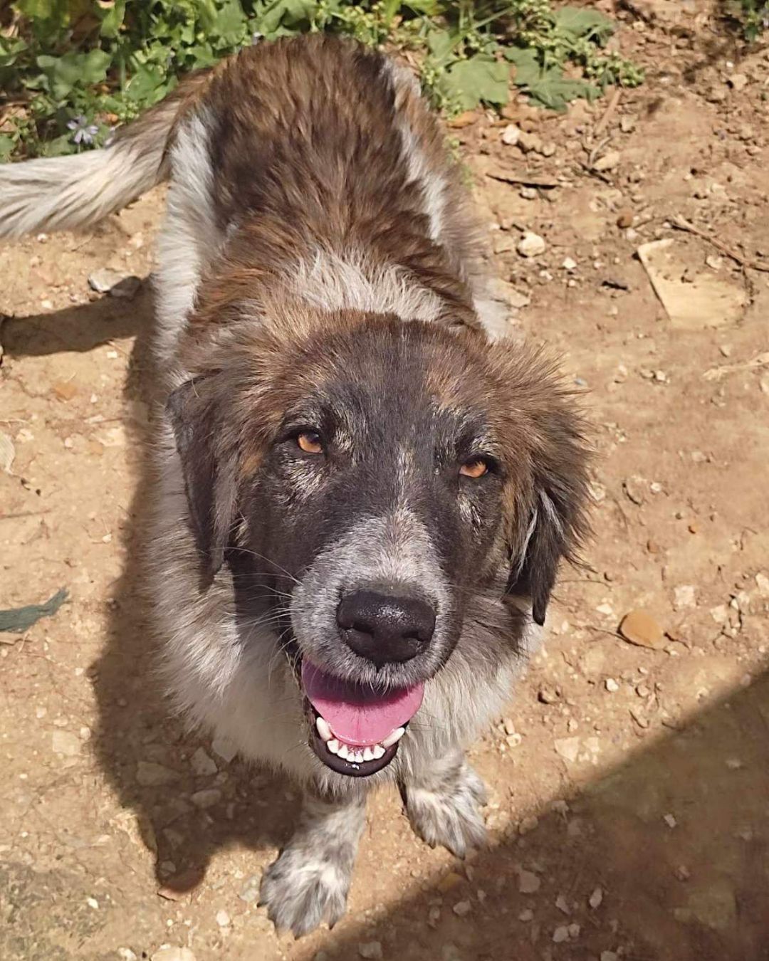 stray-hope-dog-for-adoption-messinia-male-lefteris