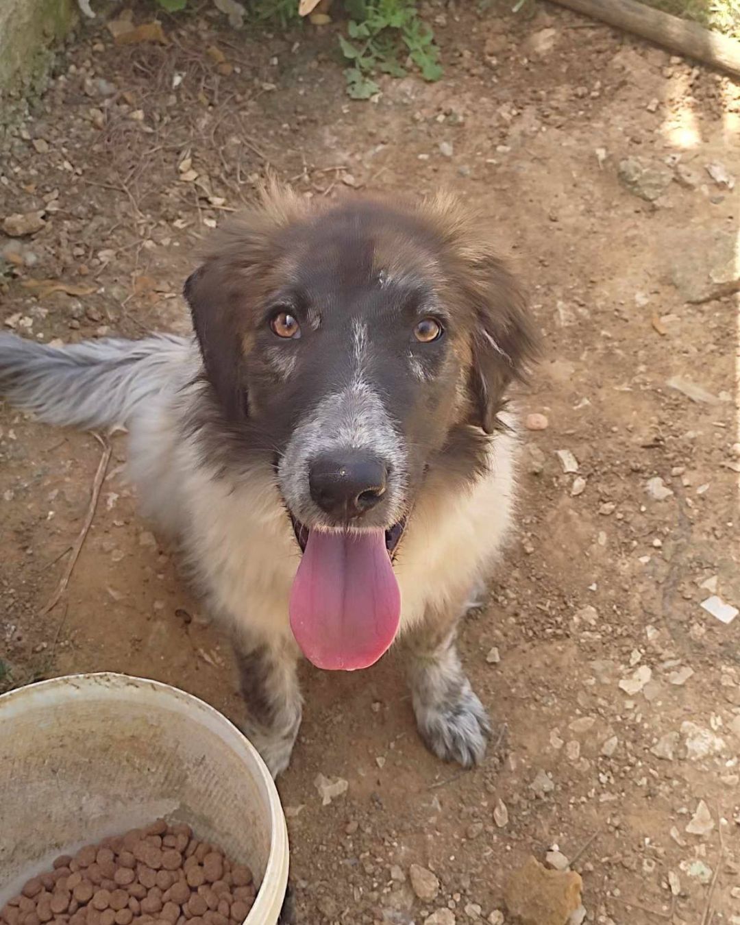 stray-hope-dog-for-adoption-messinia-male-lefteris
