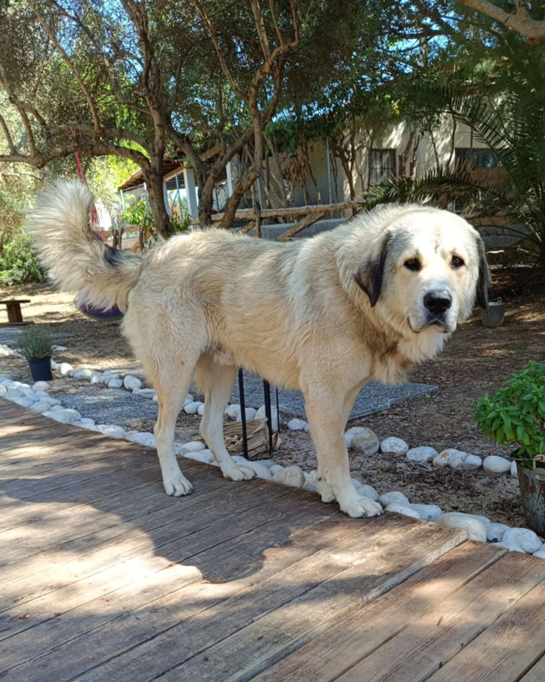 stray-hope-dog-for-adoption-messinia-male-mpoulis