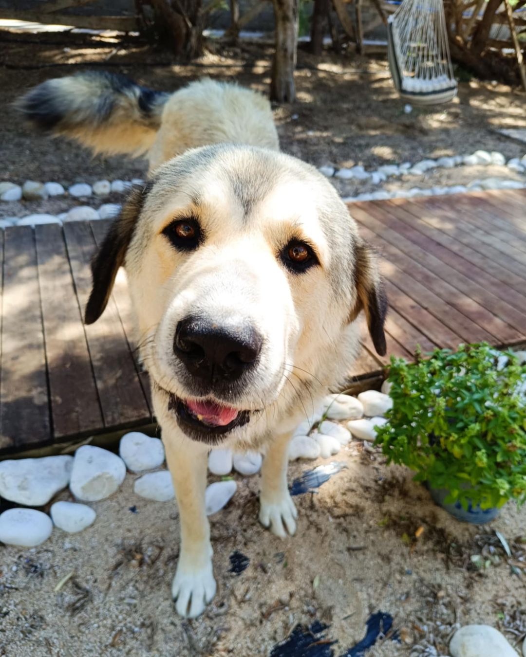 stray-hope-dog-for-adoption-messinia-male-mpoulis