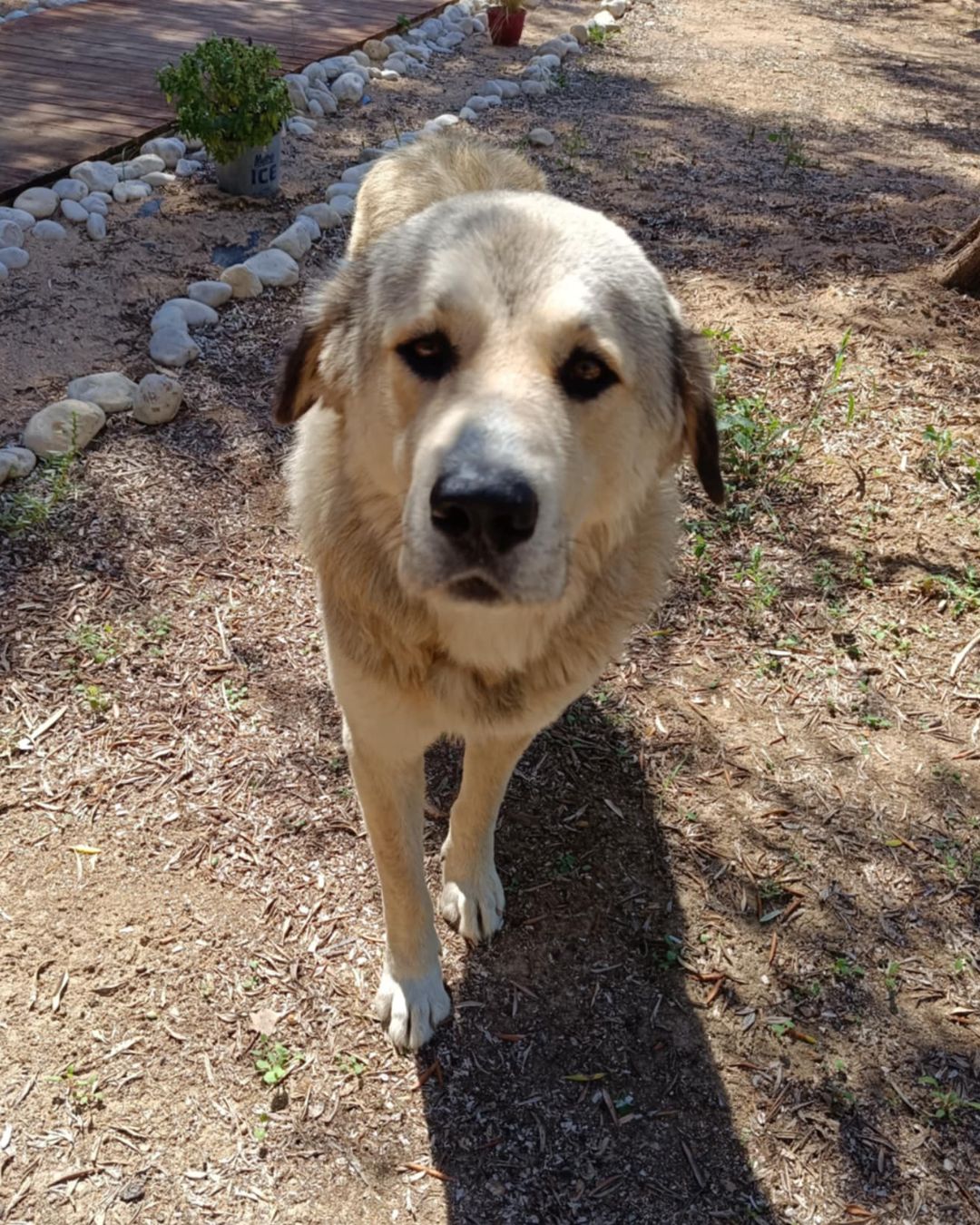 stray-hope-dog-for-adoption-messinia-male-mpoulis