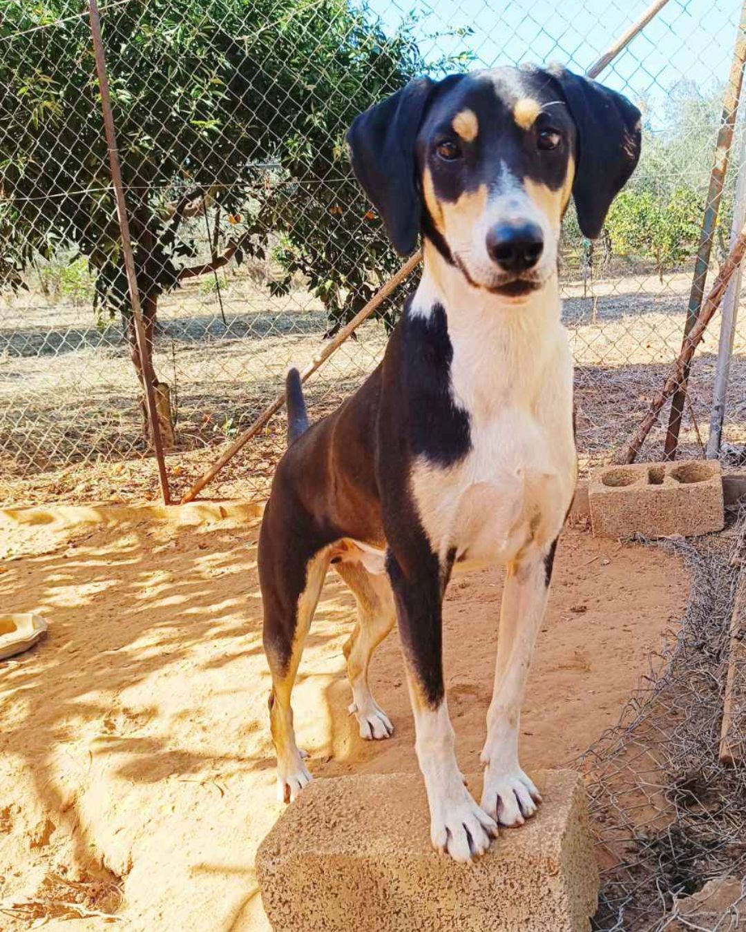 stray-hope-dog-for-adoption-messinia-male-pele