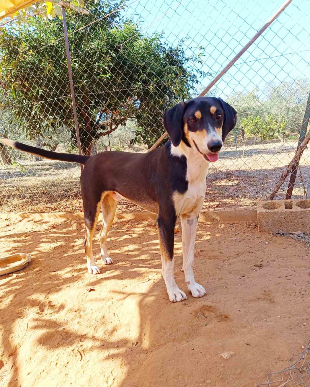 stray-hope-dog-for-adoption-messinia-male-pele