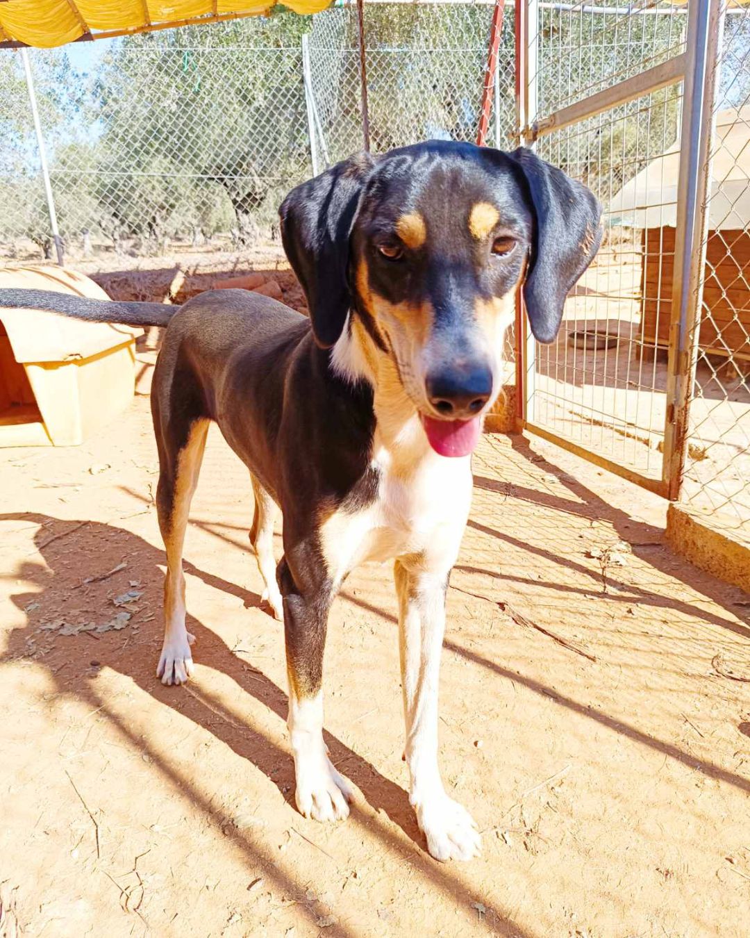 stray-hope-dog-for-adoption-messinia-male-pele