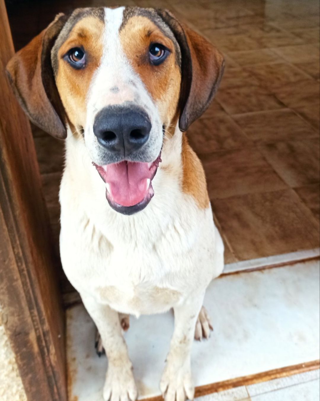 stray-hope-dog-for-adoption-messinia-male-pepper