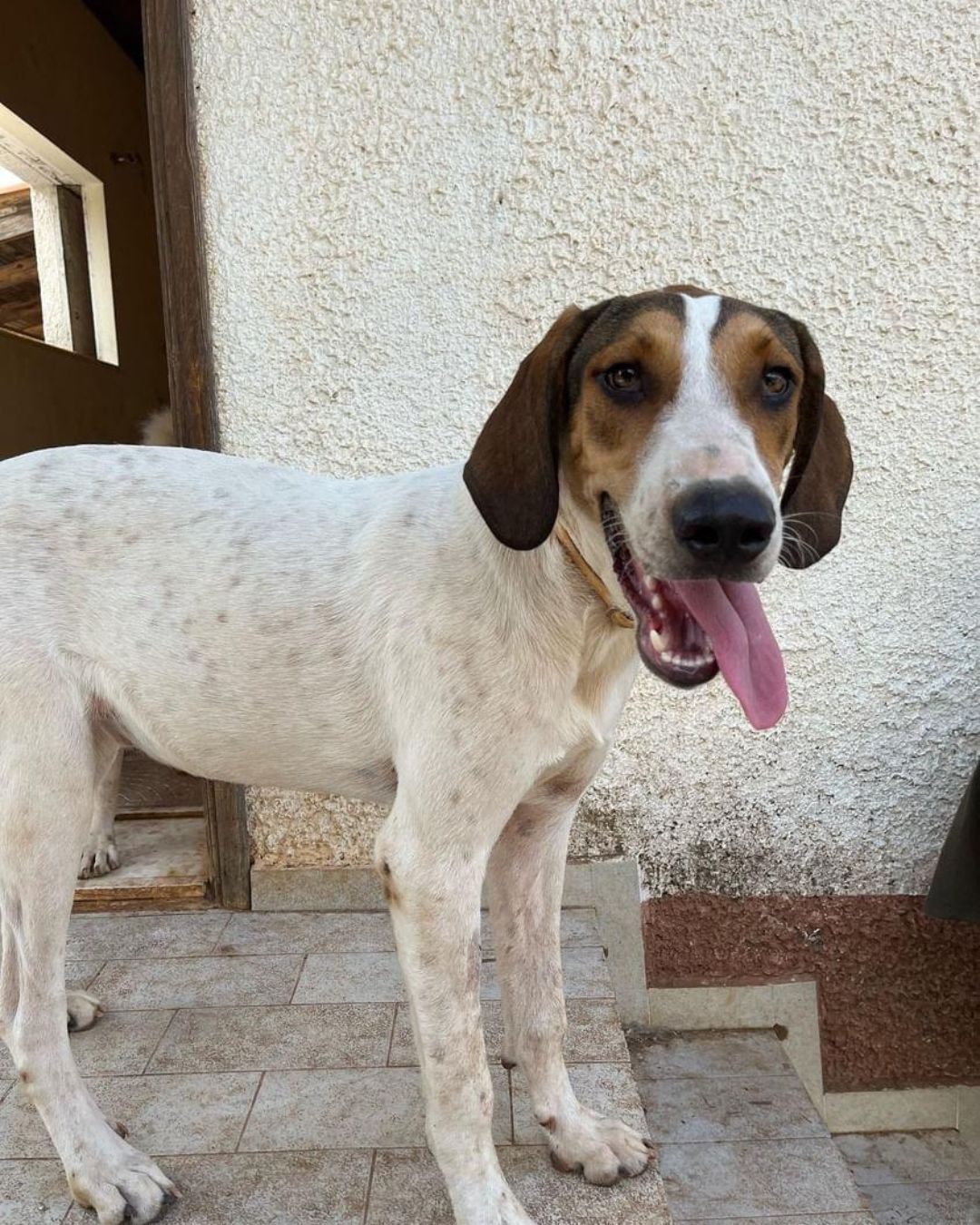 stray-hope-dog-for-adoption-messinia-male-pepper