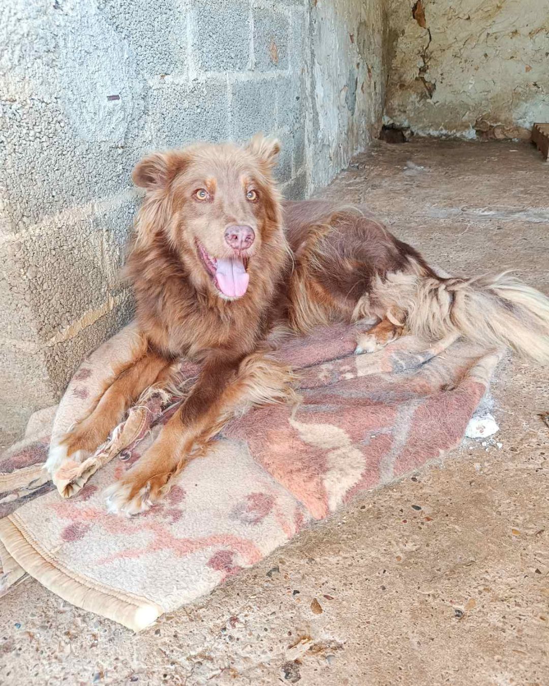 stray-hope-dog-for-adoption-messinia-male-rimbo