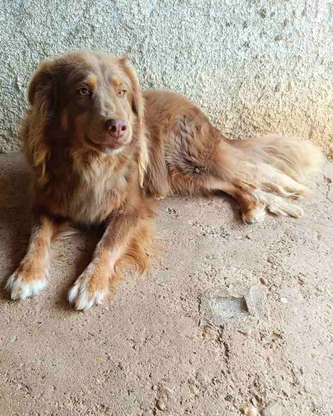 stray-hope-dog-for-adoption-messinia-male-rimbo