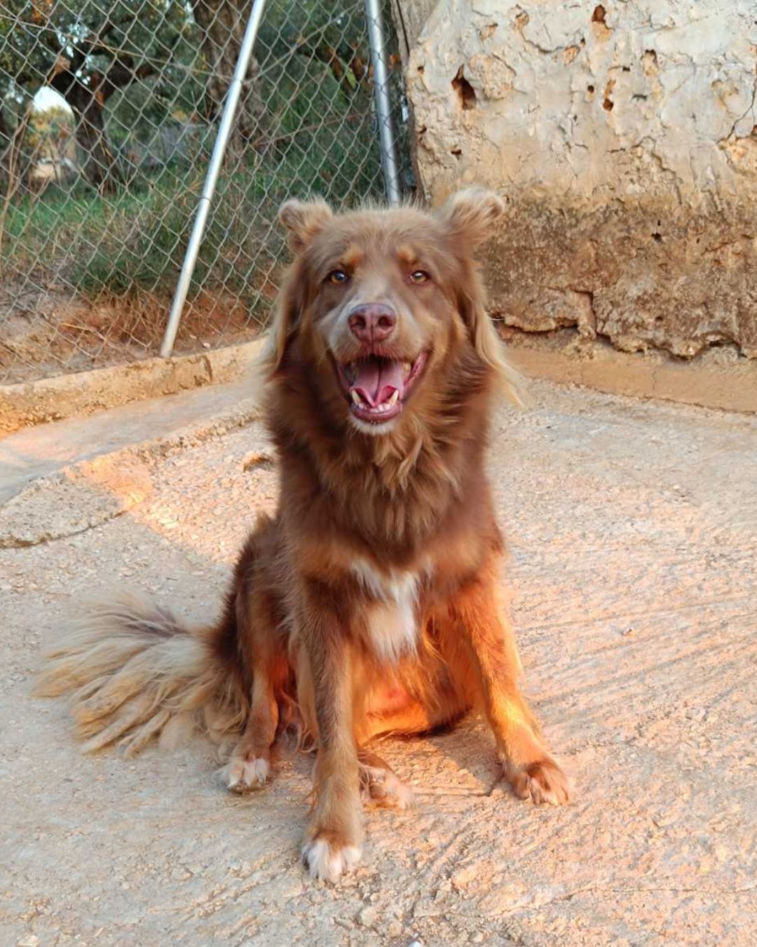 αδέσποτος-ελπίδα-σκύλος-για-υιοθεσία-μεσσηνία-αρσενικός-ριμπό