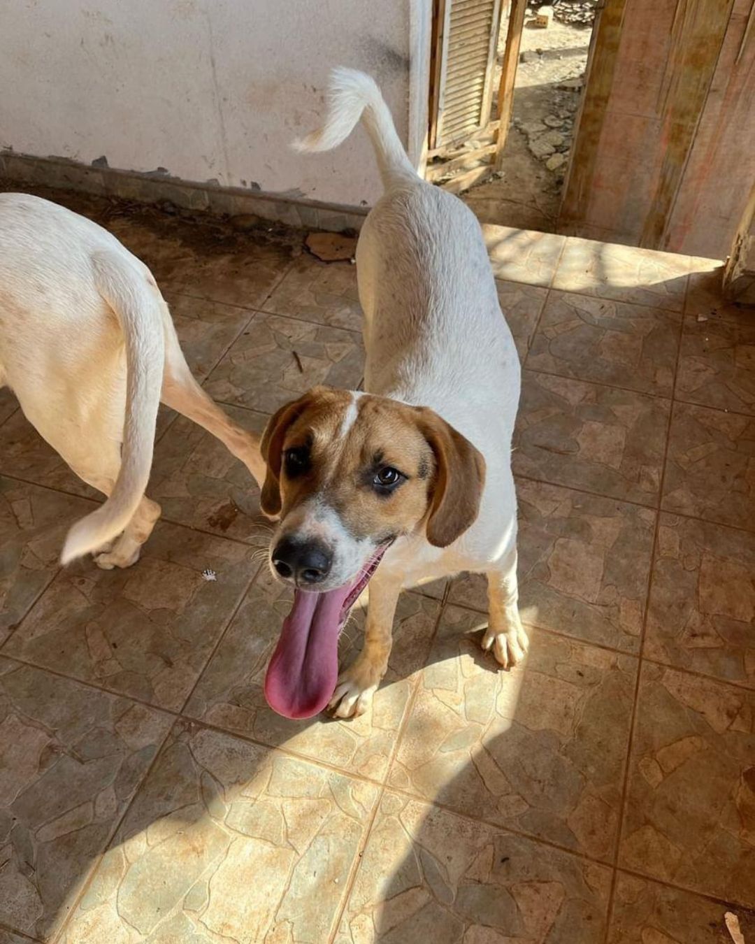 stray-hope-dog-for-adoption-messinia-male-spice