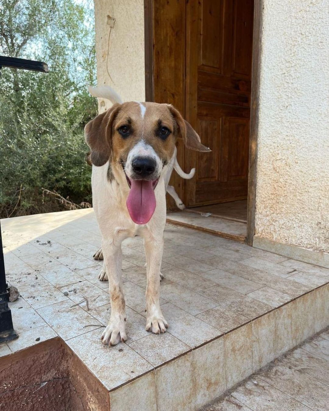 stray-hope-dog-for-adoption-messinia-male-spice