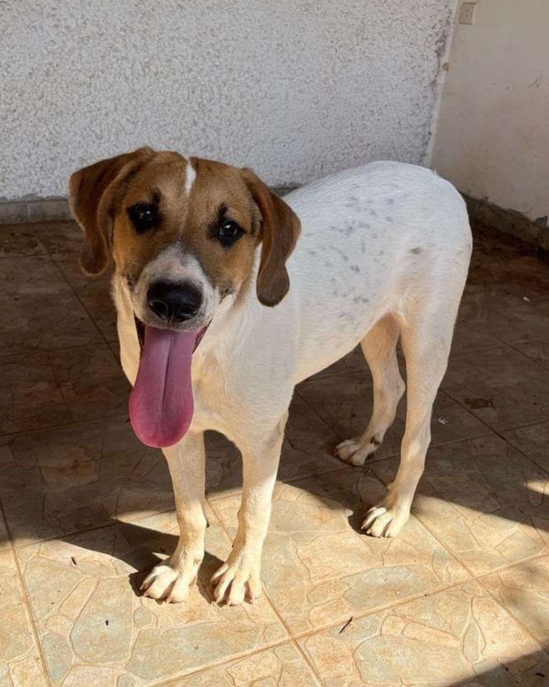 αδέσποτος-ελπίδα-σκύλος-για-υιοθεσία-μεσσηνία-αρσενικό-μπαχαρικό