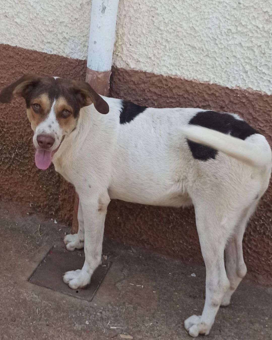 stray-hope-dog-for-adoption-messinia-male-veniamin
