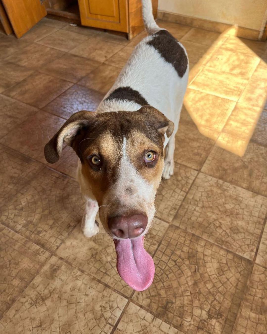 stray-hope-dog-for-adoption-messinia-male-veniamin