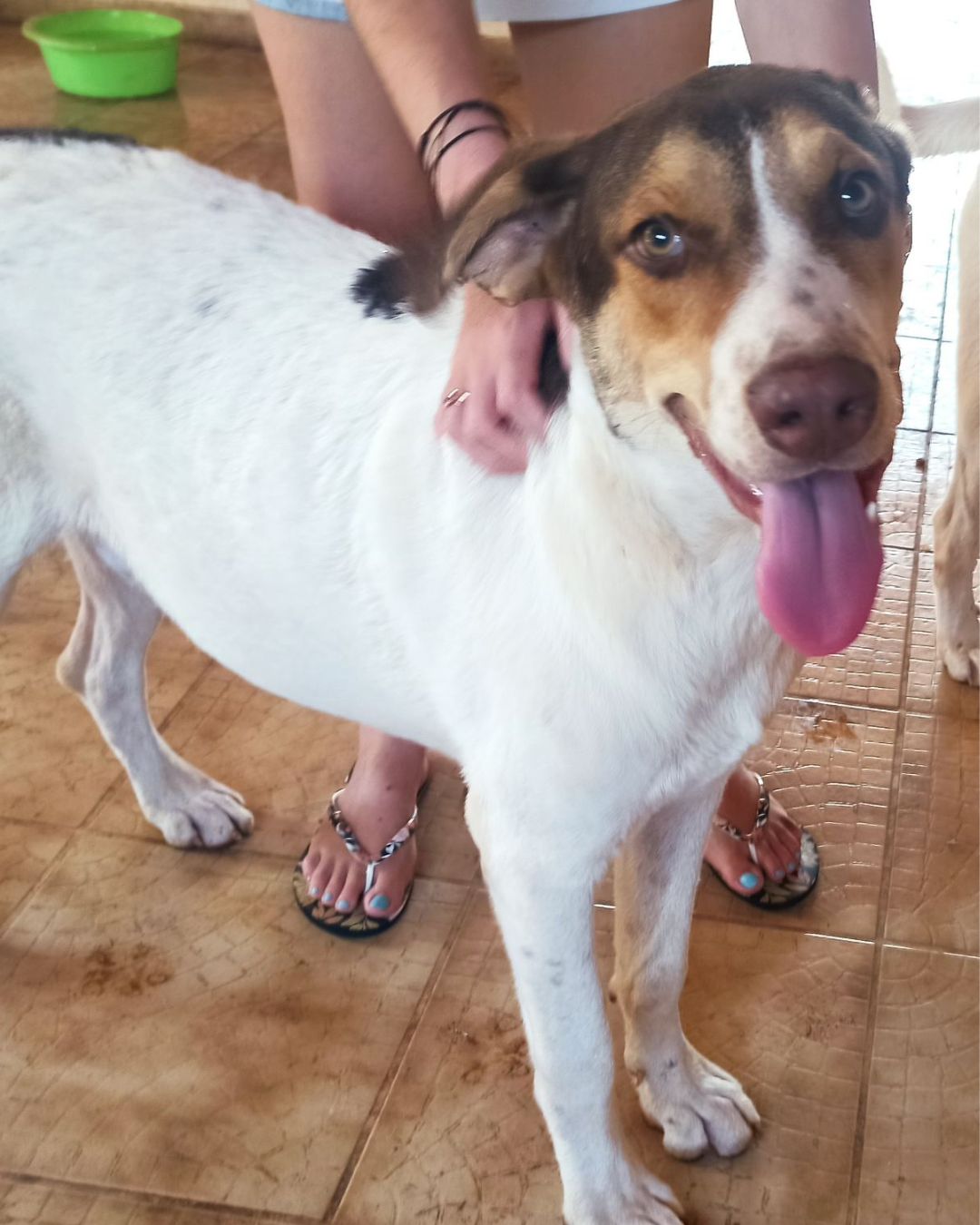 stray-hope-dog-for-adoption-messinia-male-veniamin