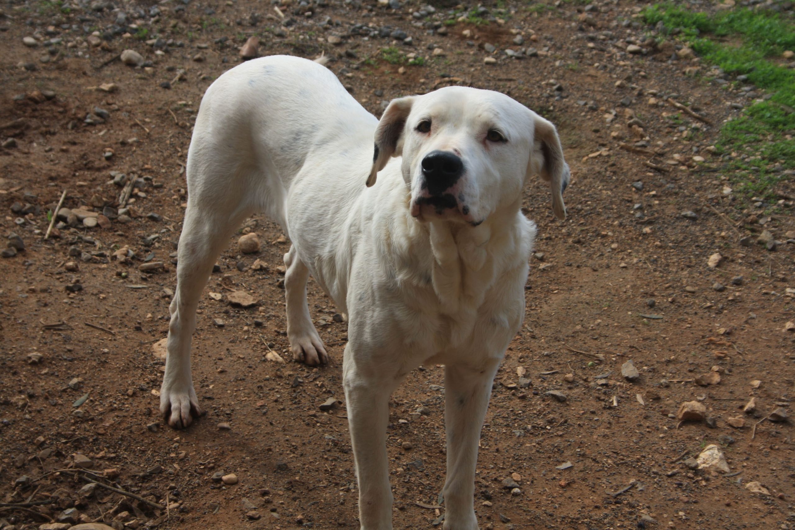 stray-hope-luna-dog-for-adoption