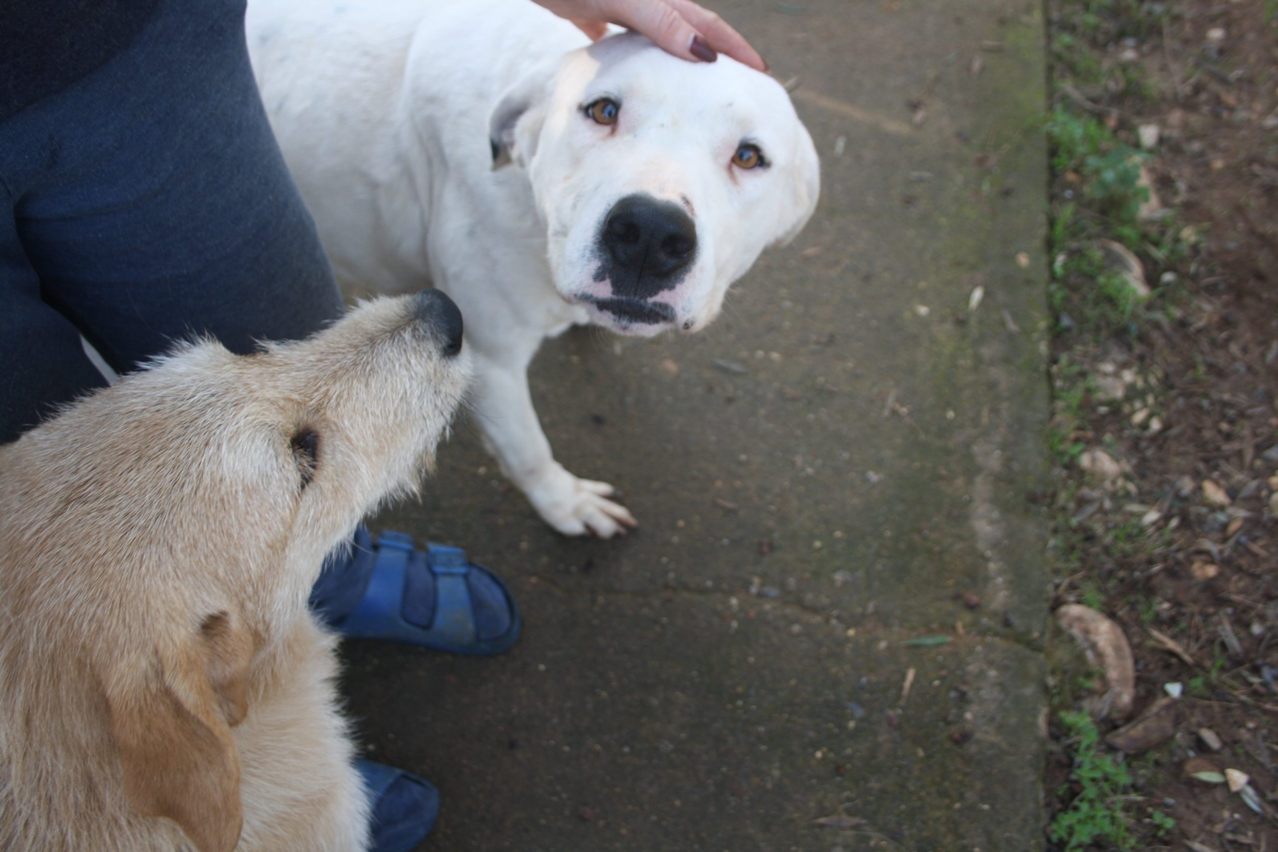 stray-hope-luna-dog-for-adoption