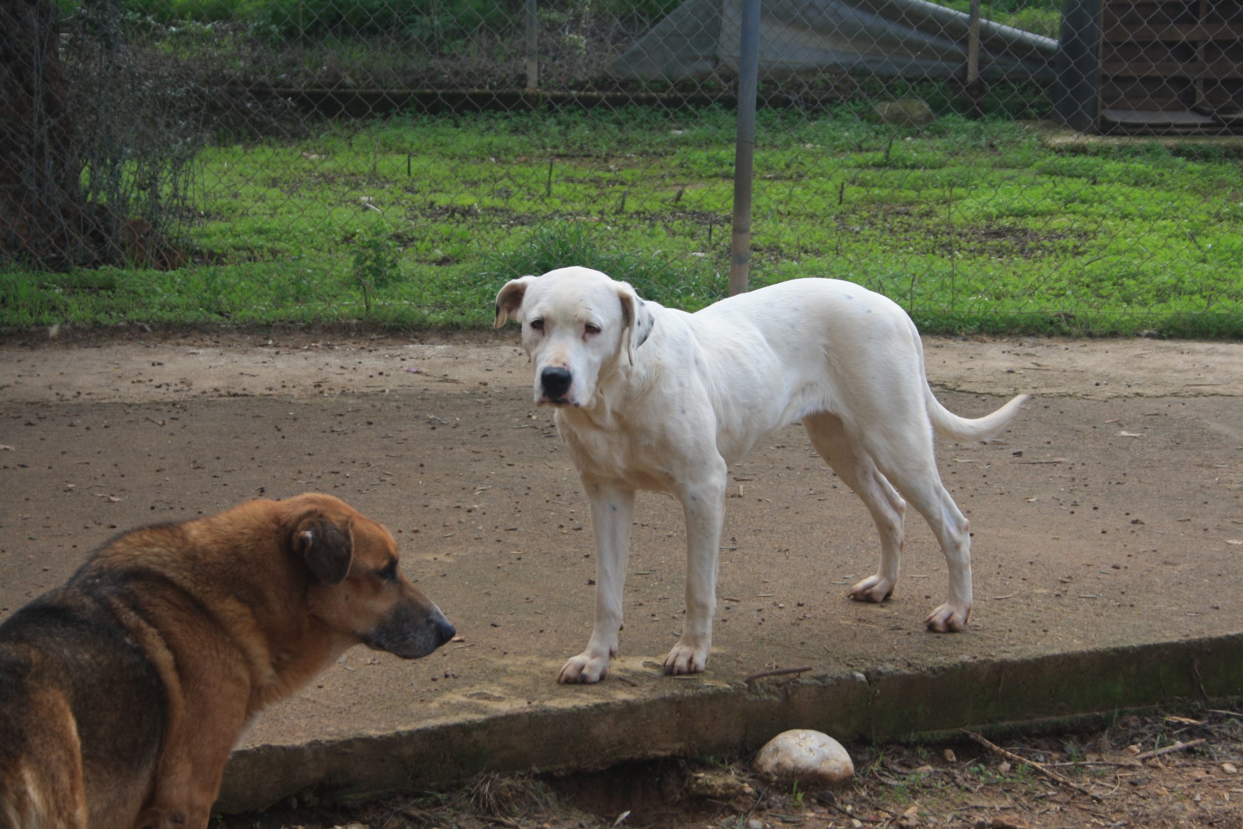 stray-hope-luna-dog-for-adoption