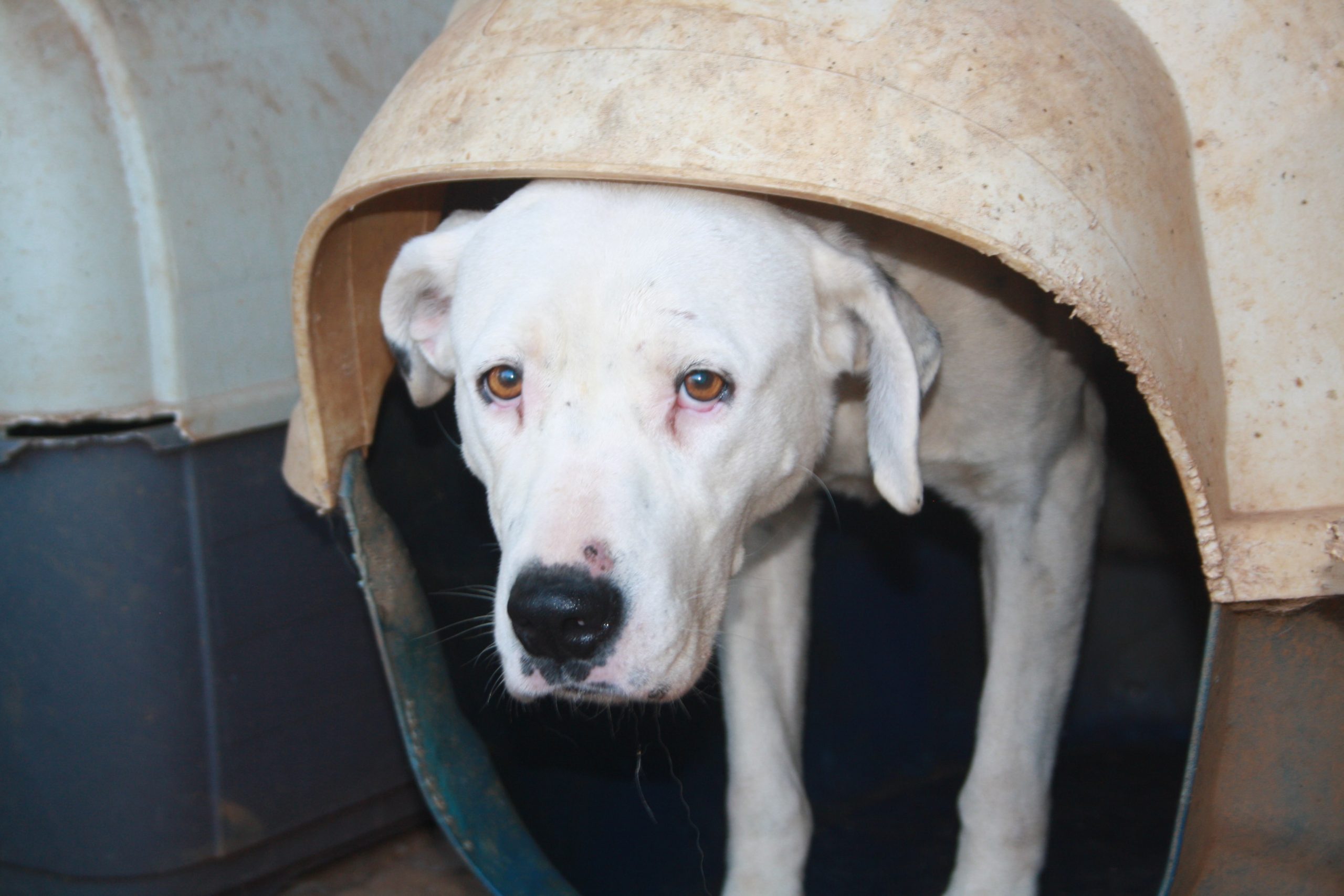 stray-hope-luna-dog-for-adoption