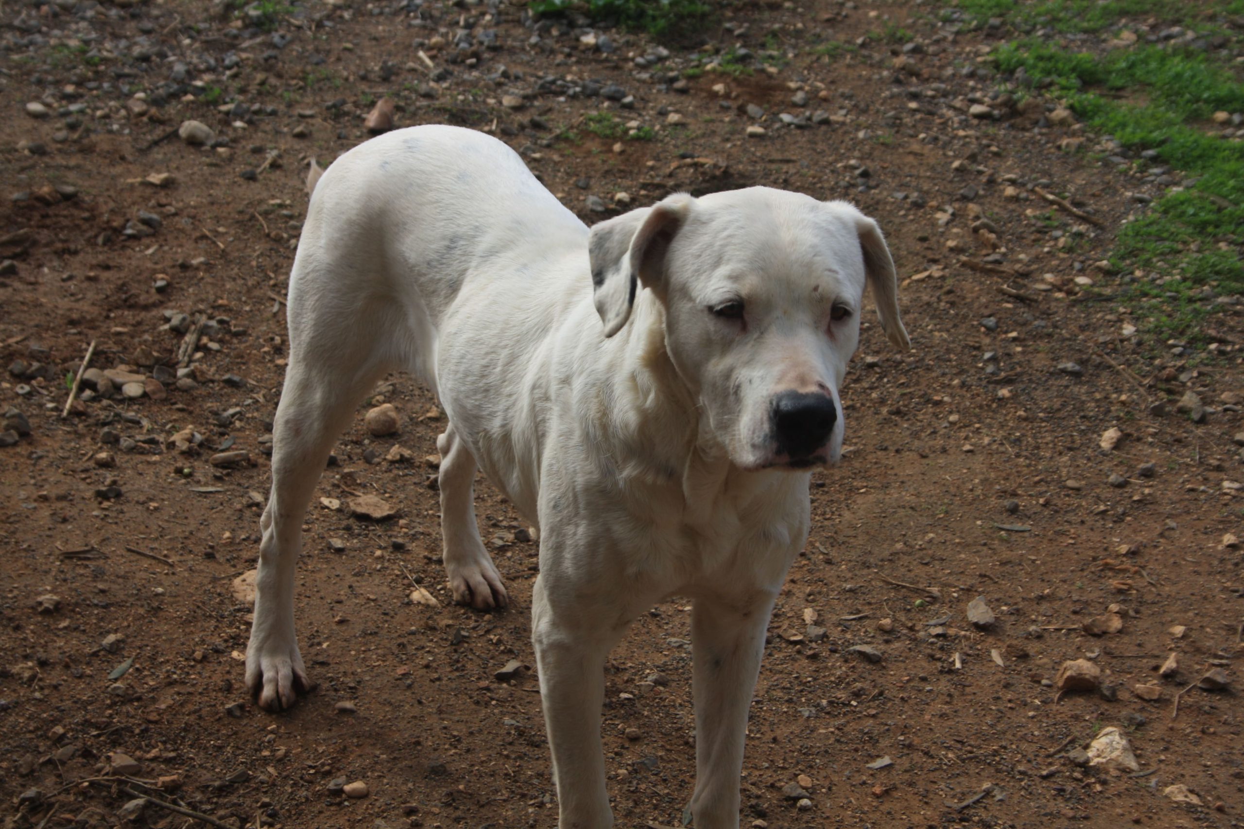 stray-hope-luna-dog-for-adoption