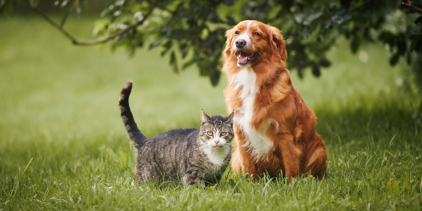 αδέσποτα-hope-to-do-animal-abuse-greece