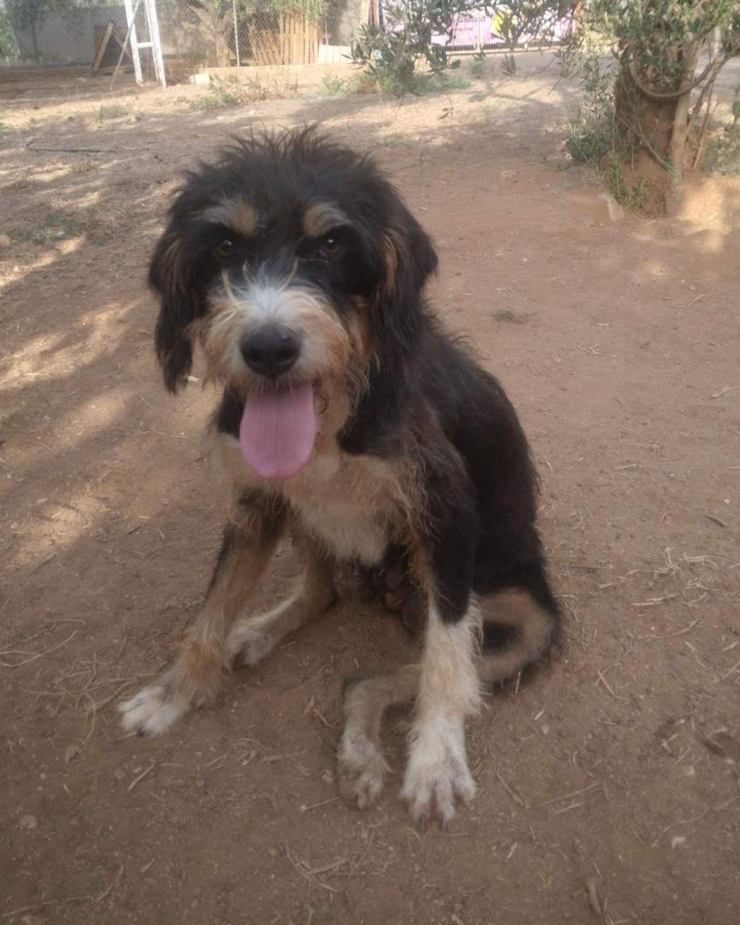 strayhope-agapi-dog-for-adoption-messinia